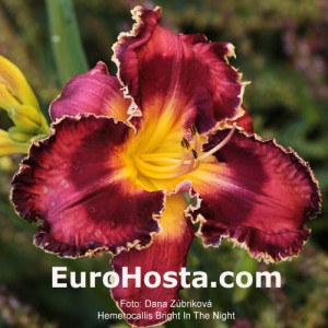 Hemerocallis 'Bright in the Night'