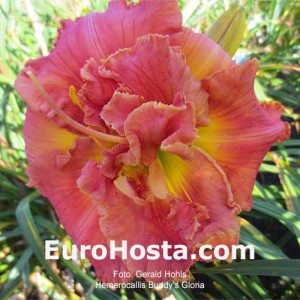 Hemerocallis Buddy's Gloria