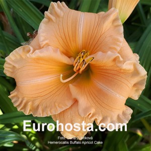 Hemerocallis Buffalo Apricot Cake