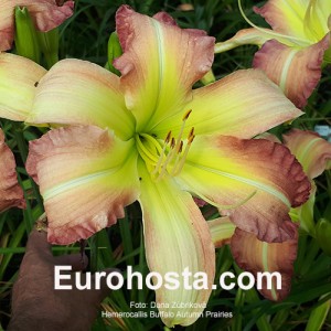 Hemerocallis Buffalo Autumn Prairies