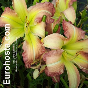 Hemerocallis Buffalo Autumn Prairies