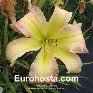 Hemerocallis Buffalo Autumn Prairies