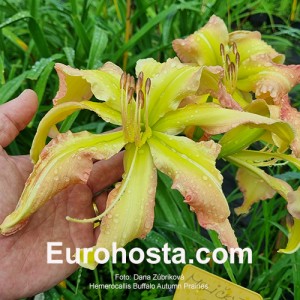 Hemerocallis Buffalo Autumn Prairies