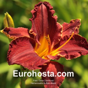 Hemerocallis Buffalo Blood - Eurohosta