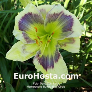 Hemerocallis Buffalo Blue Circle