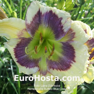 Hemerocallis Buffalo Blue Circle