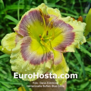 Hemerocallis Buffalo Blue Circle