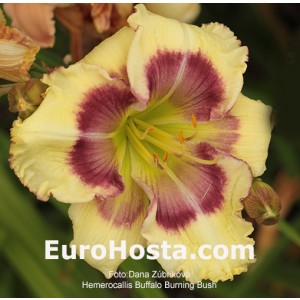 Hemerocallis Buffalo Burning Bush