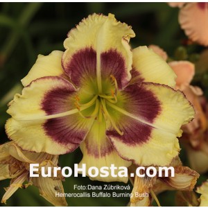 Hemerocallis Buffalo Burning Bush