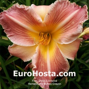 Hemerocallis Buffalo Crayon