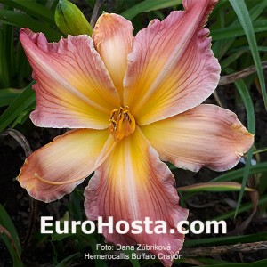 Hemerocallis Buffalo Crayon