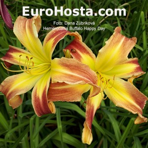 Hemerocallis Buffalo Happy Day