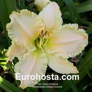 Hemerocallis Buffalo Innocent