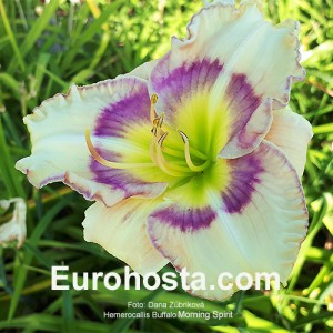 Hemerocallis Morning Spirit