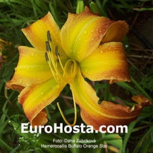 Hemerocallis Buffalo Orange Star