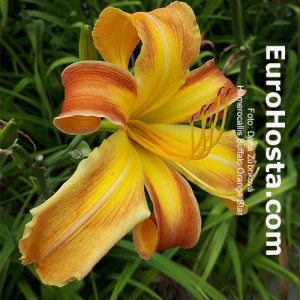 Hemerocallis Buffalo Orange Star