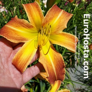 Hemerocallis Buffalo Orange Star