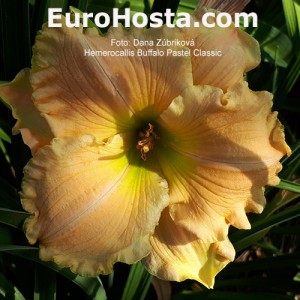 Hemerocallis Buffalo Pastel Classic