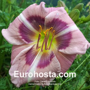 Hemerocallis Buffalo Rainbow Star