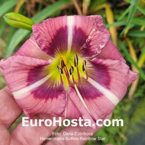 Hemerocallis Buffalo Rainbow Star