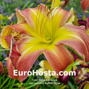Hemerocallis Buffalo Shiva