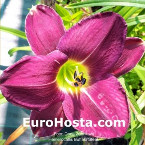 Hemerocallis Buffalo Steak - Eurohosta