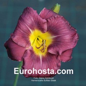 Hemerocallis Buffalo Steak - Eurohosta