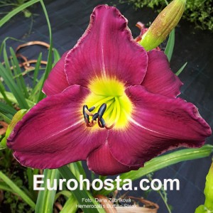 Hemerocallis Buffalo Steak - Eurohosta