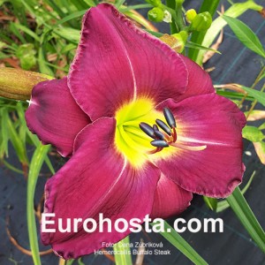 Hemerocallis Buffalo Steak - Eurohosta