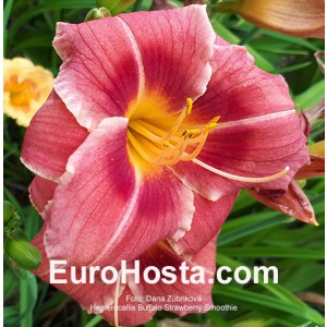 Hemerocallis Buffalo Strawberry Smoothie