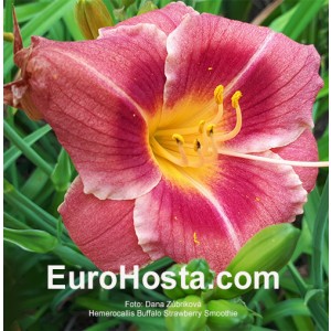 Hemerocallis Buffalo Strawberry Smoothie