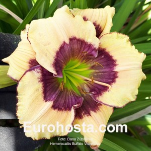 Hemerocallis Buffalo Violet Star