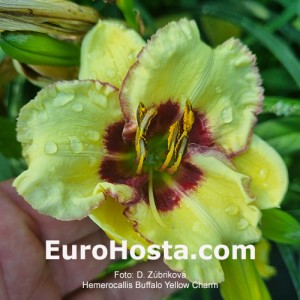 Hemerocallis Buffalo Yellow Charm 