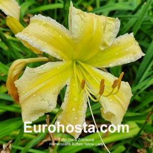 Hemerocallis Buffalo Yellow Lady