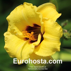 Hemerocallis Bumble Bee - Eurohosta