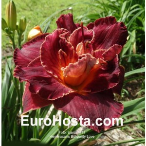 Hemerocallis Burgundy Love