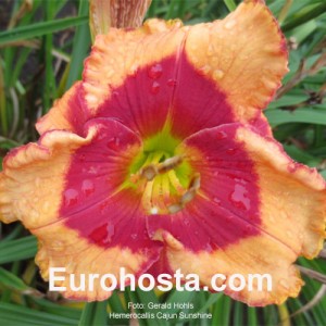 Hemerocallis Cajun Sunshine