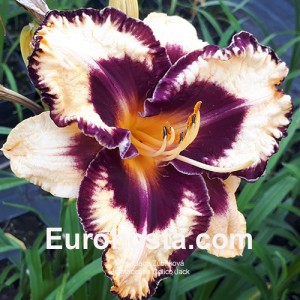 Hemerocallis Calico Jack