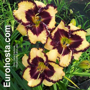 Hemerocallis Calico Jack