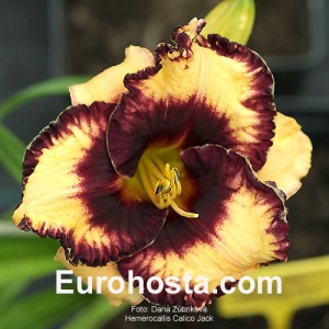 Hemerocallis Calico Jack - Eurohosta