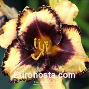 Hemerocallis Calico Jack - Eurohosta