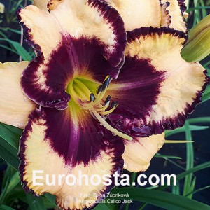 Hemerocallis Calico Jack