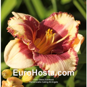 Hemerocallis Calling All Angels