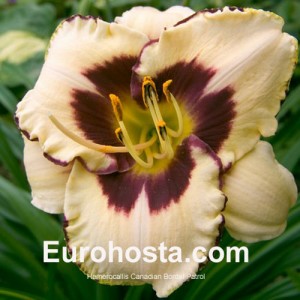 Hemerocallis Canadian Border Patrol - Eurohosta