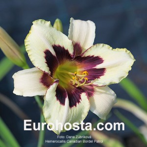 Hemerocallis Canadian Border Patrol - Eurohosta