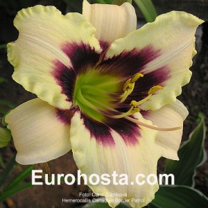 Hemerocallis Canadian Border Patrol - Eurohosta