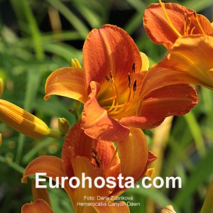 Hemerocallis Canyon Dawn - Eurohosta