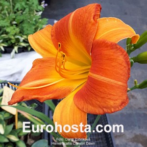 Hemerocallis Canyon Dawn - Eurohosta