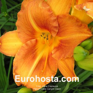 Hemerocallis Canyon Dawn - Eurohosta