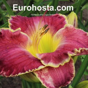 Hemerocallis Cape Breton